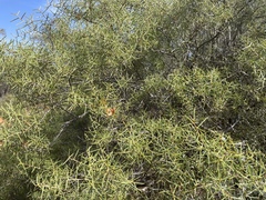 Acacia colletioides