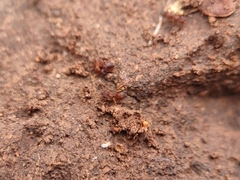 Cyphomyrmex flavidus