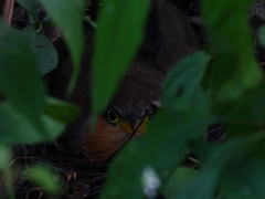 Morococcyx erythropygus