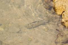 Sarotherodon melanotheron