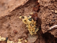 Cyphomyrmex flavidus