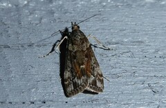 Eudonia submarginalis