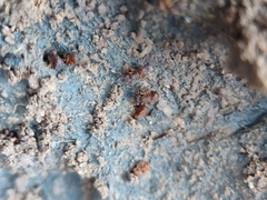 Cyphomyrmex flavidus