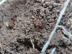 Cyphomyrmex flavidus