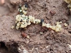 Cyphomyrmex flavidus