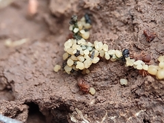 Cyphomyrmex flavidus