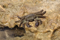 Metopograpsus thukuhar