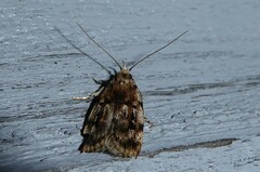 Barea exarcha