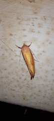 Wingia aurata
