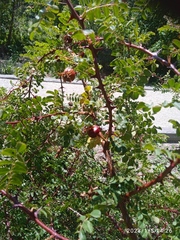 Rosa spinosissima