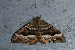 Hydriomena deltoidata