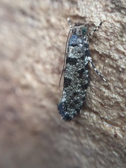 Parochmastis hilderi