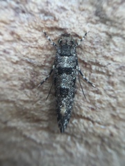 Parochmastis hilderi