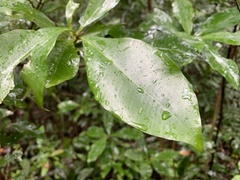 Ardisia sieboldii