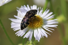 Acmaeodera pulchella