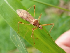 Rocconota annulicornis