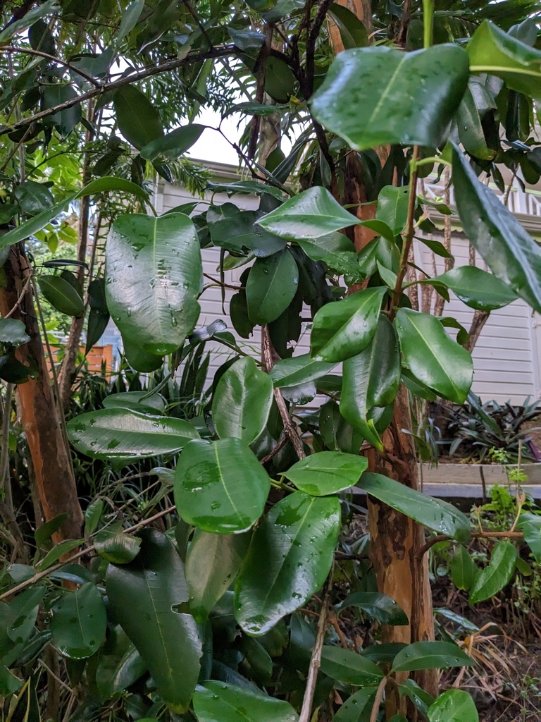 Bay Rum Tree from Deshaies, GPBT, GP on January 14, 2023 at 0549 PM