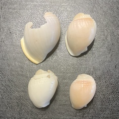 Semicassis semigranosa