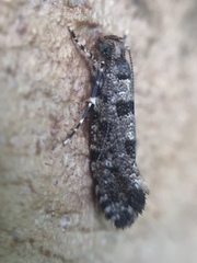 Parochmastis hilderi