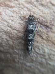 Parochmastis hilderi