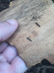 Parochmastis hilderi