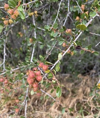 Ceanothus megacarpus