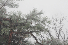 Pinus densiflora