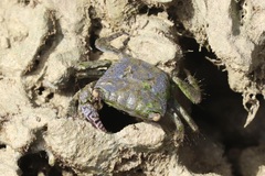 Metopograpsus thukuhar