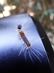 Euproctis kanshireia