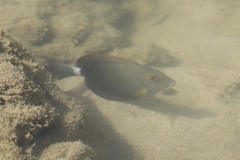 Acanthurus