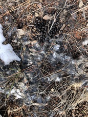Sylvilagus nuttallii