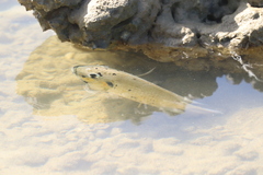 Sarotherodon melanotheron