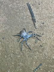 Isopedella saundersi