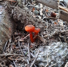 Hygrocybe miniata