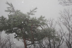 Pinus densiflora