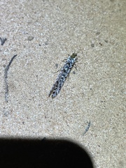 Periclystus aureolatus