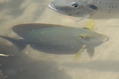 Acanthurus