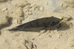 Sarotherodon melanotheron