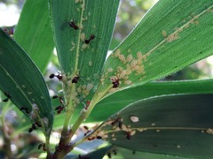 Crematogaster rogenhoferi