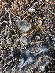 Sylvilagus nuttallii