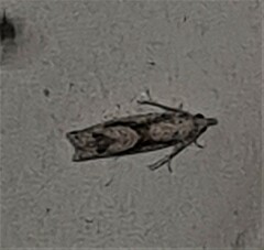 Holocola thalassinana