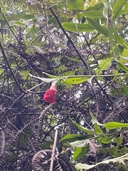 Symbolanthus australis