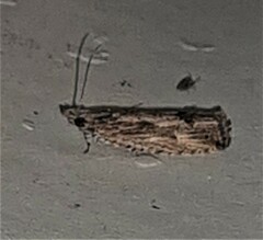 Strepsicrates semicanella