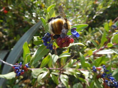 Bombus robustus