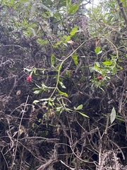 Symbolanthus australis