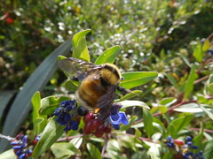 Bombus robustus