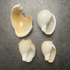 Semicassis semigranosa