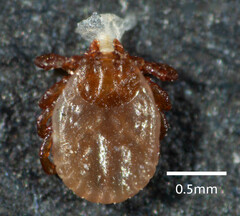 Haemaphysalis bancrofti