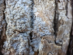 Physcia americana
