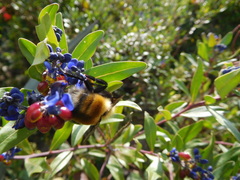 Bombus robustus